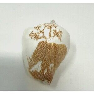 Vintage Hand Carved Rhino Sea Shell Decor 2.5”